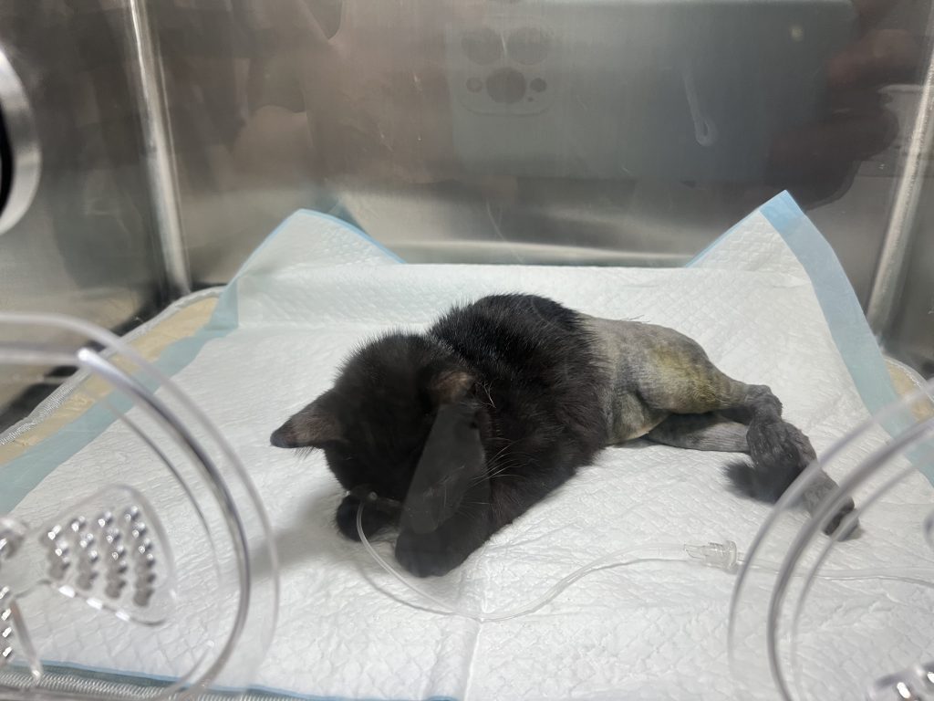 Guangming después de la cirugía