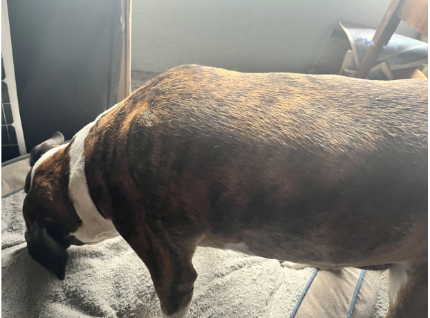 Recuperación de un perro con tumores y artritis