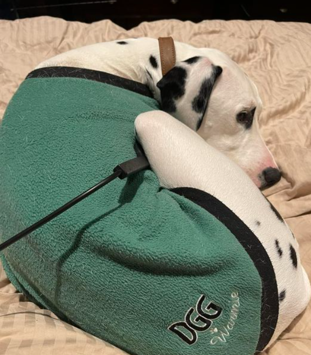 Bienestar de las mascotas