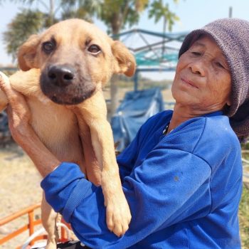 dog-help-768x1024-1.jpg